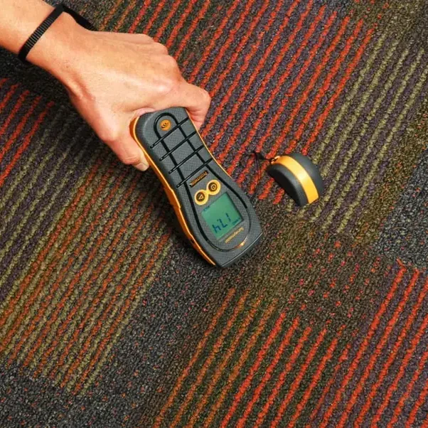 A pin moisture meter pressed against damp carpet to check retained floor moisture
